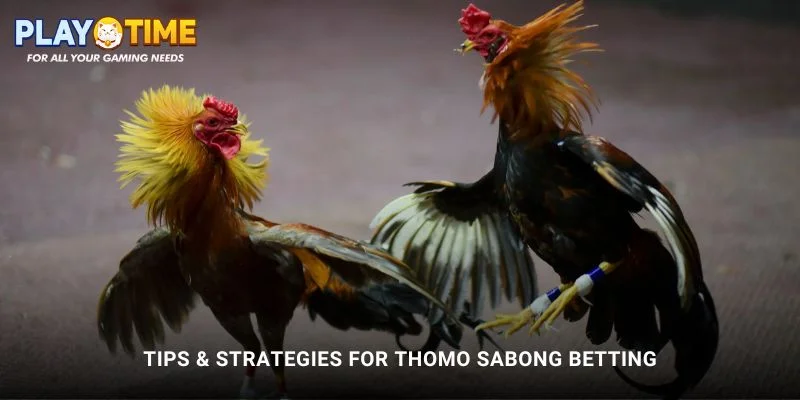 Thomo Sabong at PlayTime – Bet on Rooster Fights Online 2 Tips & Strategies for Thomo Sabong Betting
