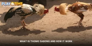 What Is Thomo Sabong and How It work